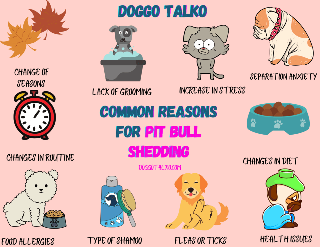 infographic of common reasons for pit bull shedding