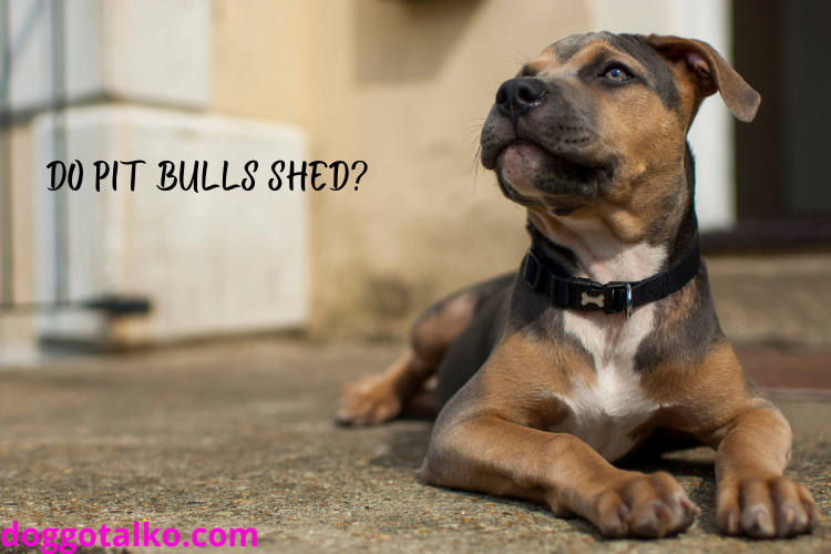 Image of a brown and black pit bull laying down, looking up, with text overlay that reads do pit bulls shed?