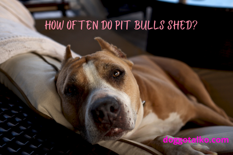 brown and white pit bull lying on a couch with text overlay that reads how often do pit bulls shed