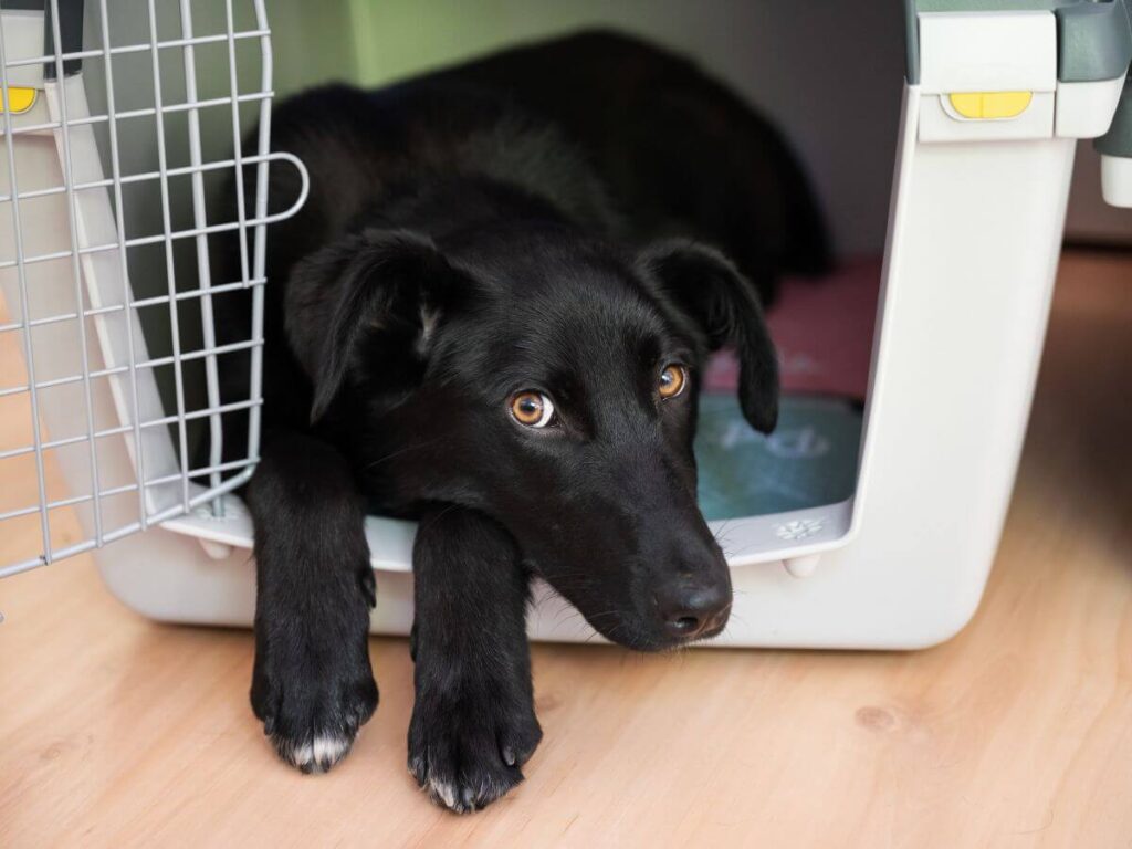 black puppy lying in an open crate