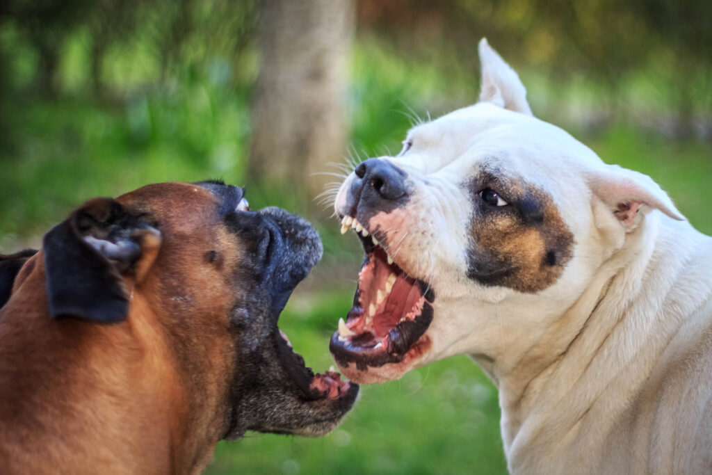 brown/black dog and white dog fighting