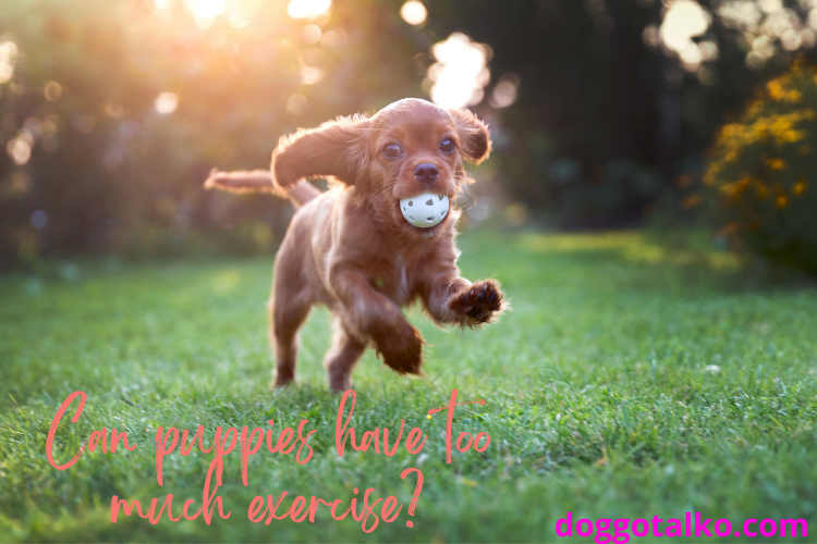little brown puppy with a ball in its mouth running in a lush green yard with text overlay that reads can puppies have too much exercise?