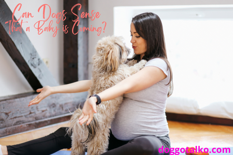 image of pregnant woman sitting on the floor with small brown dog on its back feet hugging her with text overlay that reads Dogs Sense Baby Coming?
