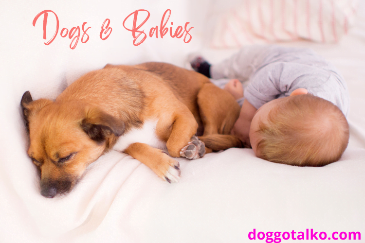 image of a dog and baby sleeping with text overlay that reads dogs & babies