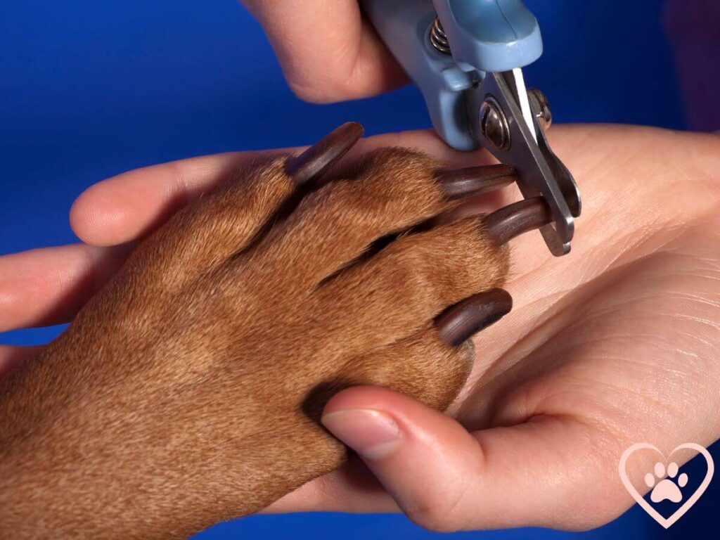 image of dog nails being cut on a brown paw