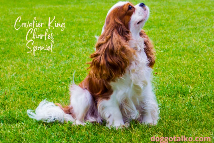 brown and white Cavalier King Charles Spaniel