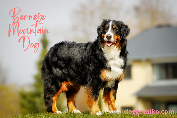 black, brown and white bernese mountain dog