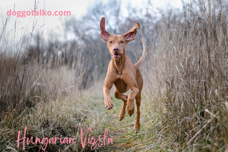 image of a hungarian vizsla dog running on a path towards the camera with his ears flopping up in the air