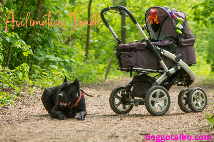 black pit bull tied to a baby carriage outside with text overlay that reads Acclimation Time