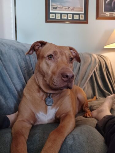 image of brown and white pit bull laying on a couch