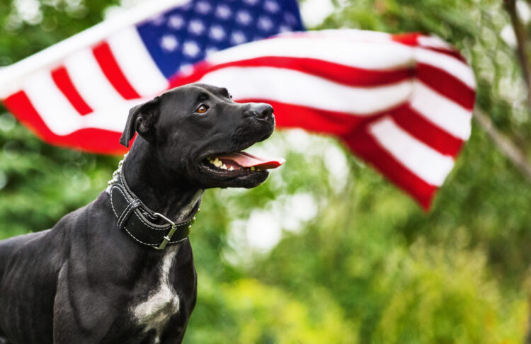 black pit bull in front of an american flag