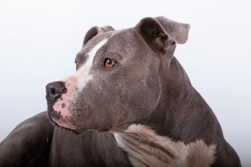 image of the side of a gray and white pit bull's face